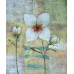 Натюрморт: белый цветок, выполненный маслом на холсте
